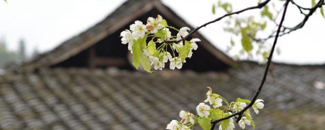 清明节句子