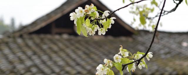 清明节朋友圈文案