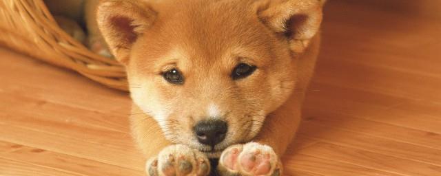 生肖狗事业以及财富解析