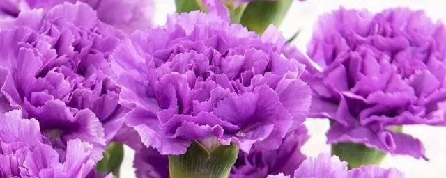 紫色妖姬的花语是什么