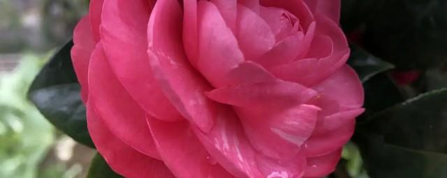 家里养茶花风水