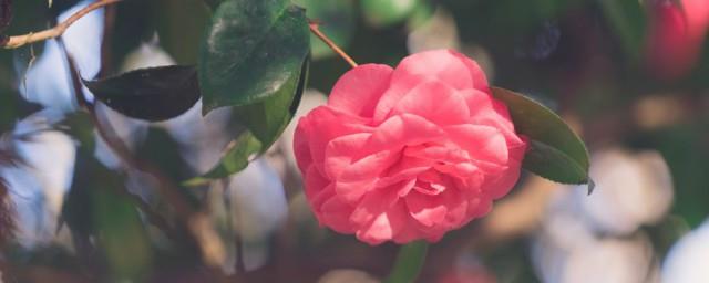 养杜鹃花不吉利吗