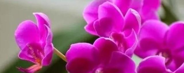 粉色蝴蝶兰花语