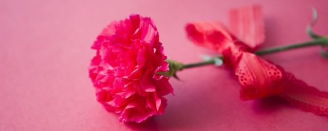 父亲节适合送父亲什么花