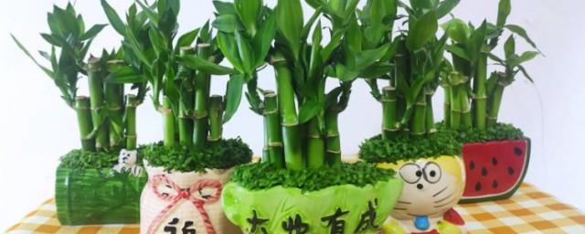 鸿运竹养几支最旺运