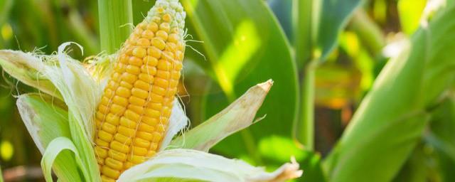 小菜园的唯美名字