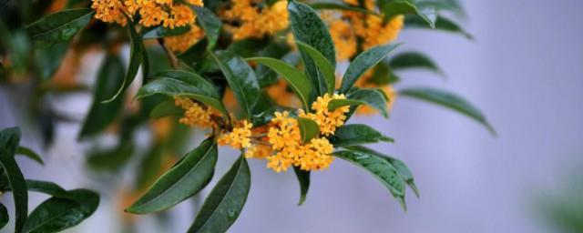 威海市的市花叫什么