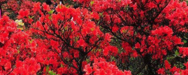 为什么杜鹃花是深圳的市花