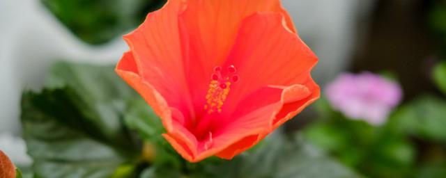 南宁的市花市树是什么