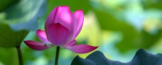 济南市的市花是什么