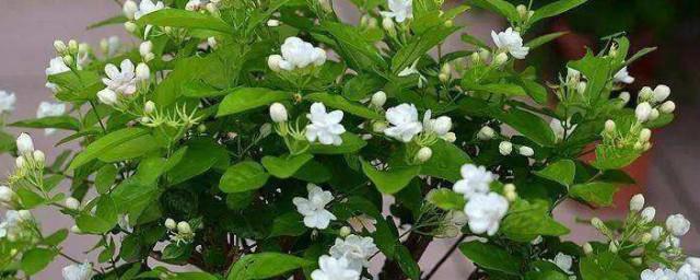 为什么将茉莉花作为福州市花