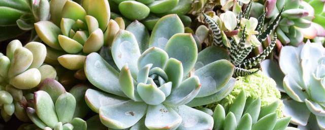 多肉植物白牡丹花语