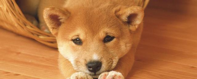 发狗狗朋友圈怎么配字