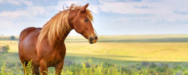 马犬取名大全集