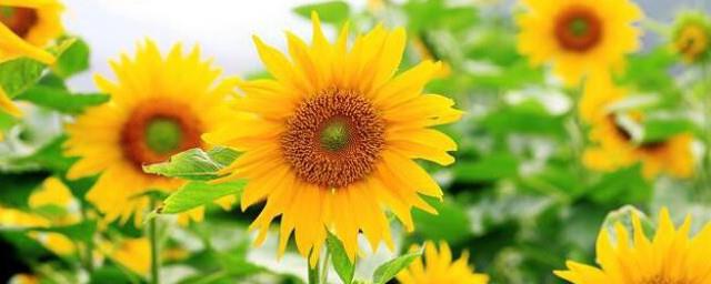 文静又聪明的女孩名字