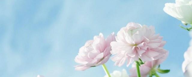 寓意春天清新淡雅的女孩名字