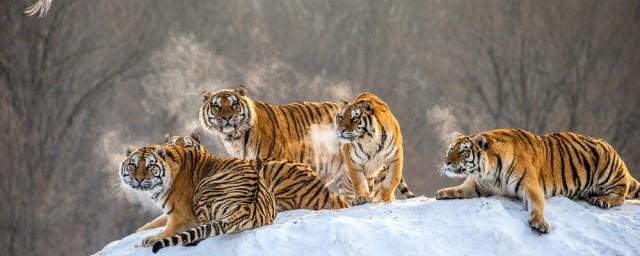 有山的虎宝宝名字