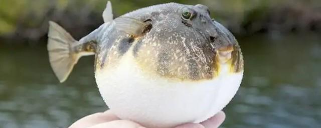 古代河豚被称为什么