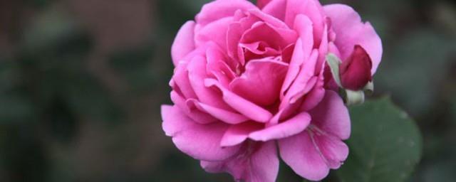 家里种月季花吉利吗