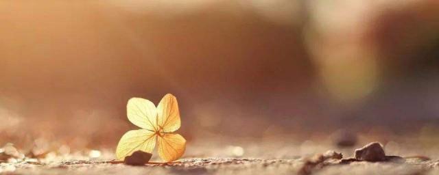 人不能忘本心不能忘恩的晚安美文