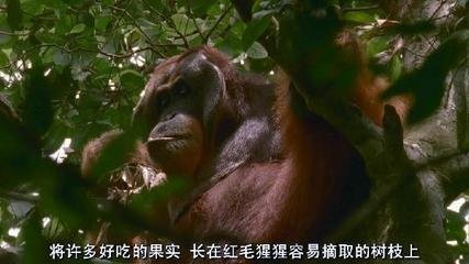 狂野亚洲:赤猿的领地什么时候上映的？