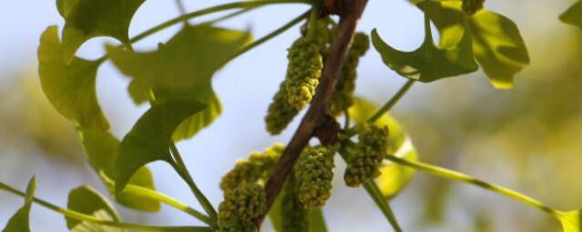 银杏树能扦插繁殖吗