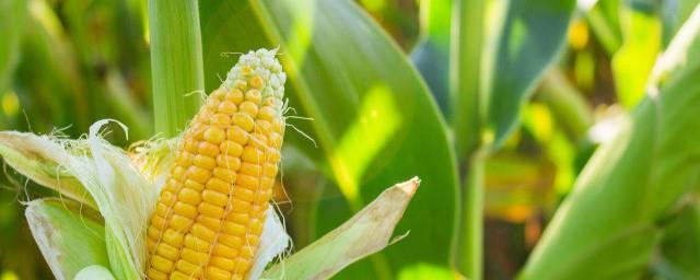 国外玉米秸秆怎么处理