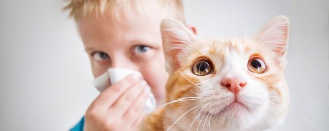 女神般高雅宠物猫咪名字大全颜值担当