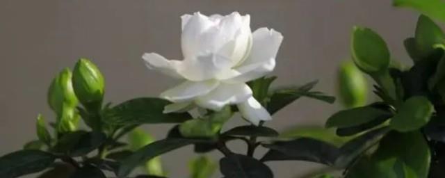 栀子花树的寓意