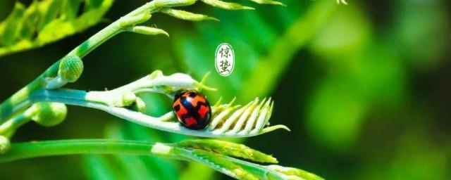 2022年惊蛰做什么手工