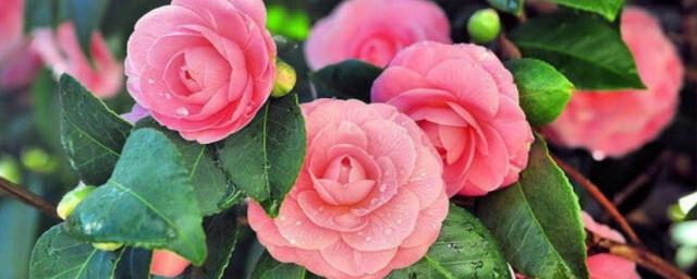 送山茶花代表什么意思
