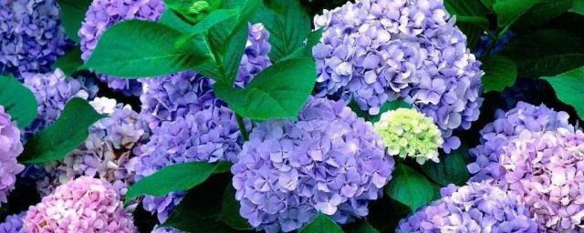 一月生日花语和送花意义