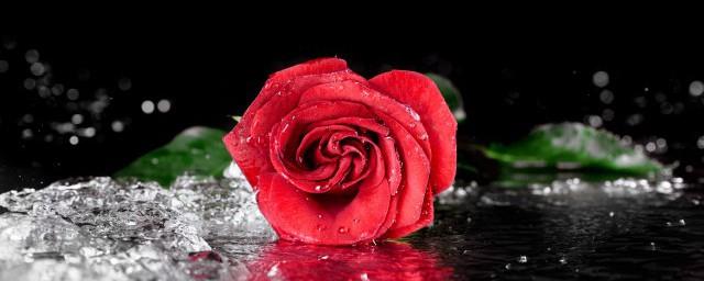 11朵红玫瑰花语是什么