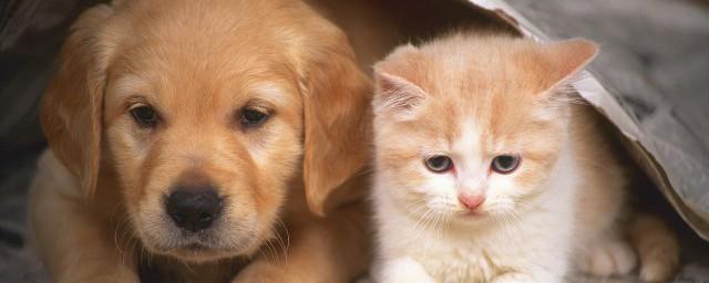 猫是哪个朝代传入中国的
