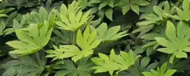 八角金盘财运亨通寓意介绍