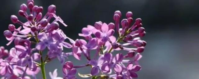 紫色丁香花的花语