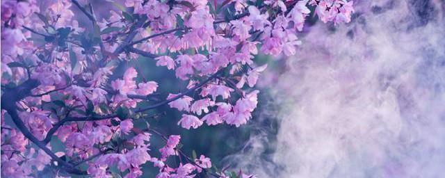 海棠花的花语和象征意义