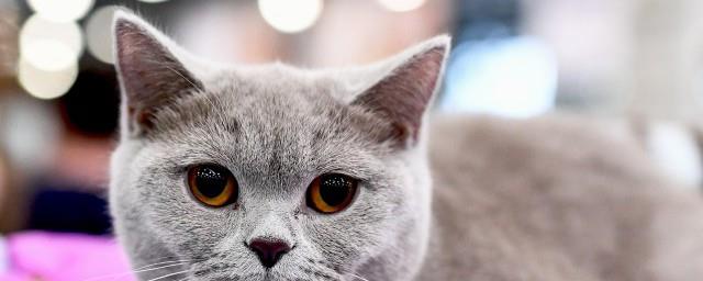 猫的象征意义是什么
