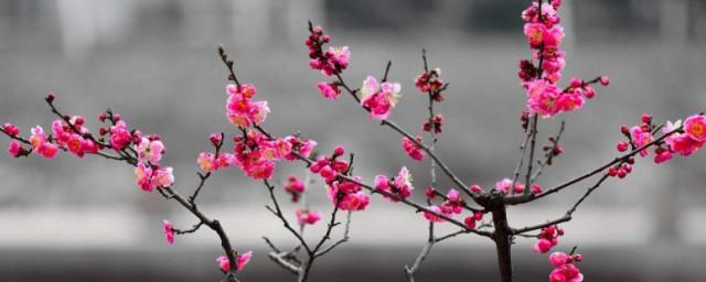 梅花的品质