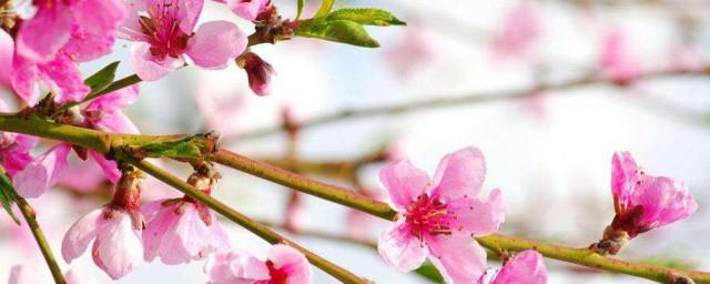 桃花的花语和象征意义