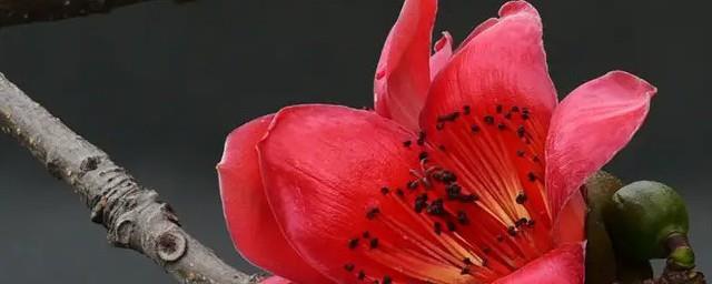 木棉花象征什么意义
