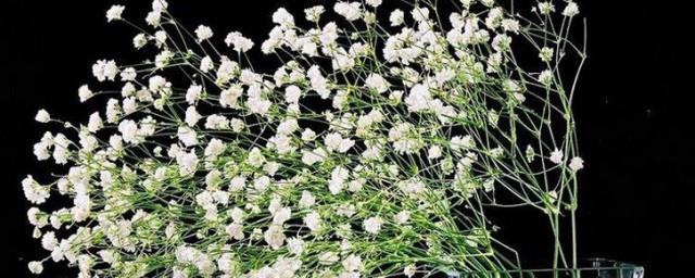 满天星各种颜色的花语