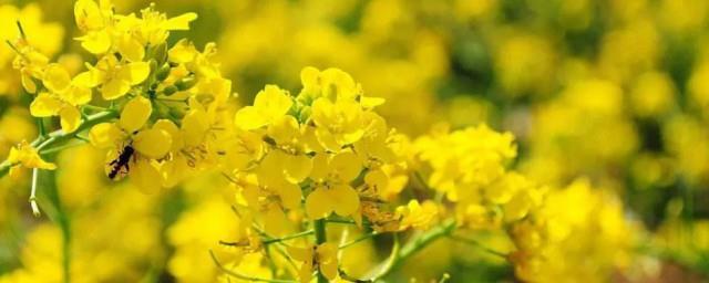 油菜花开的唯美句子有哪些