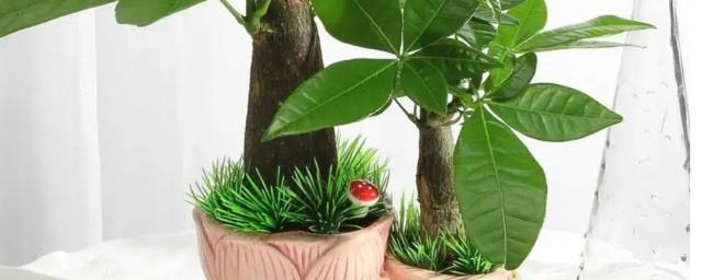 种什么植物招财