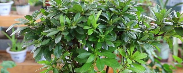 养植风水植物的注意事项