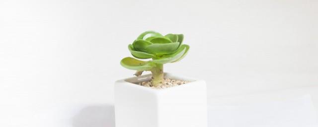 绿植摆放讲究
