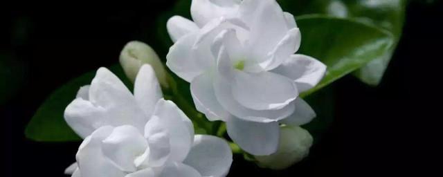 福州市的市花是什么