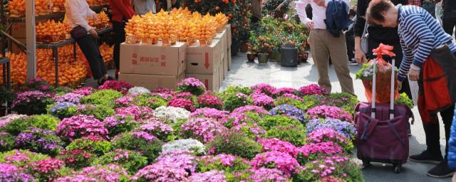 金虎开花预示着什么