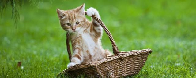 梦见被猫抓了什么意思