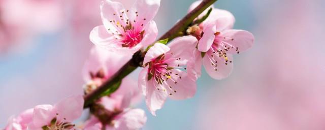 春暖花开下一句